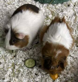 Rescue Guinea Pig Guinea Pigs for Adoption - Apollo & Truffles | PetCurious